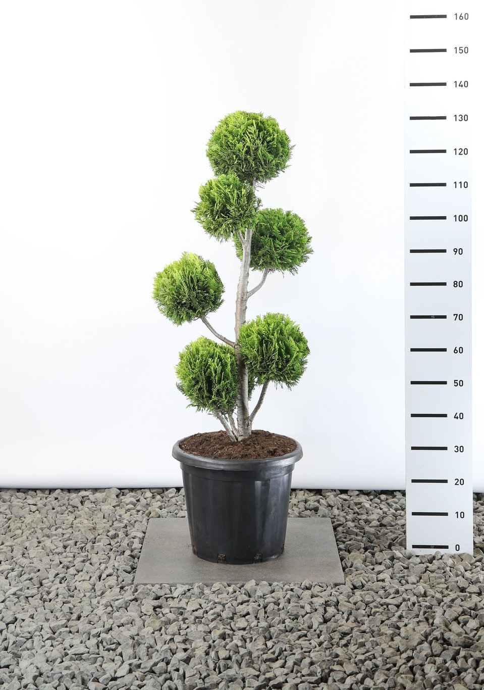 Chamaecyparis l. 'Ivonne' - 80-100 CM PonPon EXTRA in Cont.